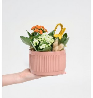 Kiremit Saksıda Renkli Kalanchoe