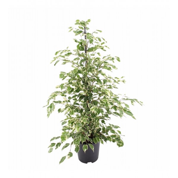  Benjamin Ficus Starlightt 