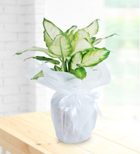  Dieffenbachia Çiçeği