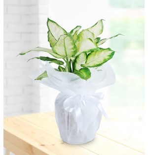  Dieffenbachia Çiçeği