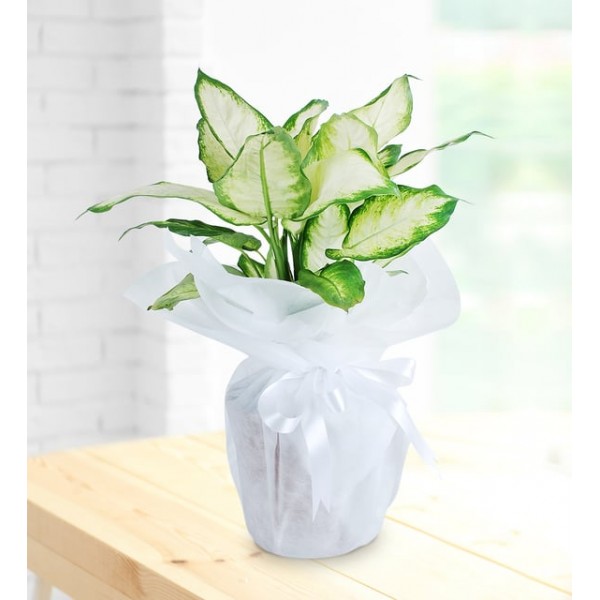  Dieffenbachia Çiçeği