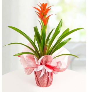 Guzmania Saksı Çiçeği