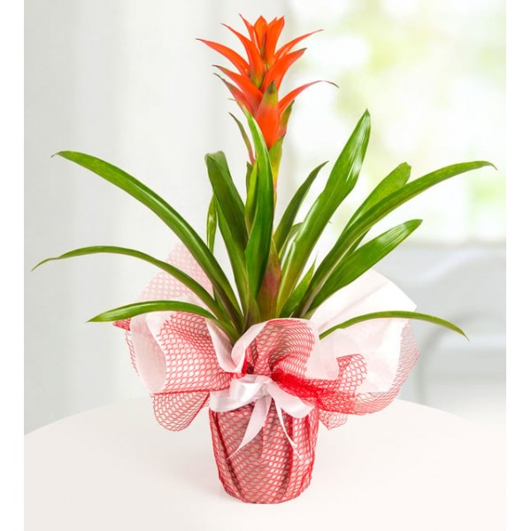 Guzmania Saksı Çiçeği
