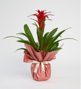 Saksıda Guzmania