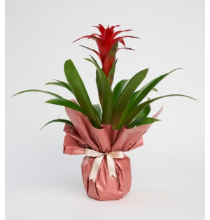 Saksıda Guzmania