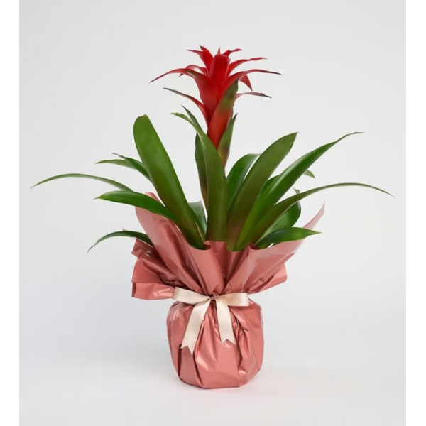 Saksıda Guzmania