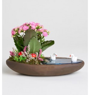 Dekor Saksıda Pembe Kalanchoe Teraryum